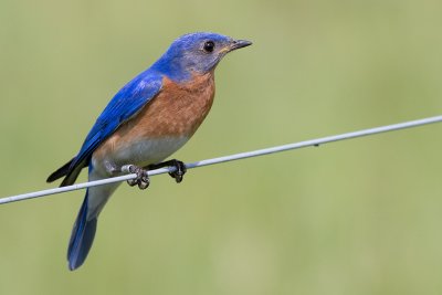 bluebird 77