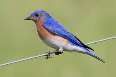 bluebird 79