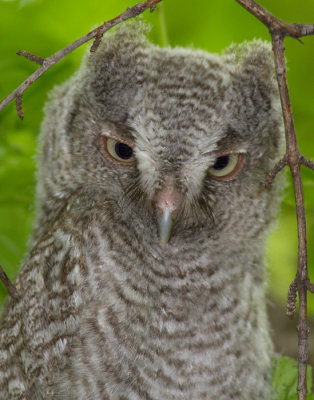 eastern screech owlet