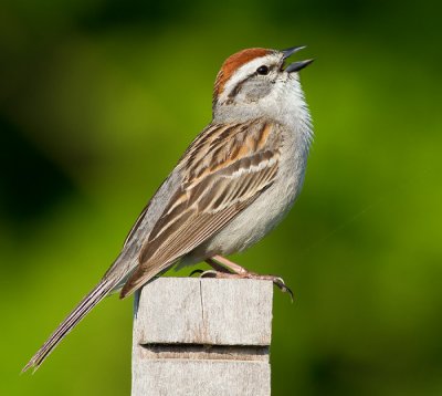 chipping sparrow 27