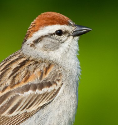 chipping sparrow 28