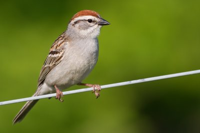 chipping sparrow 30