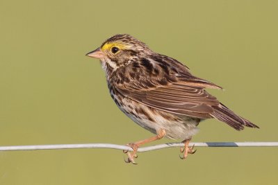 savannah sparrow 54