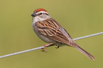 chipping sparrow 31