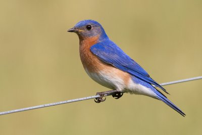 bluebird 84