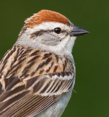chipping sparrow 32