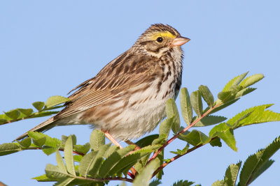 savannah sparrow 57