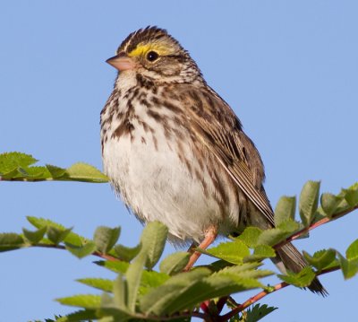 savannah sparrow 58