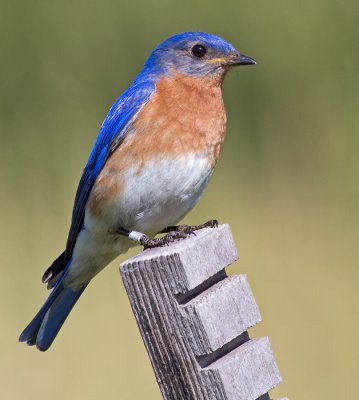 bluebird 87