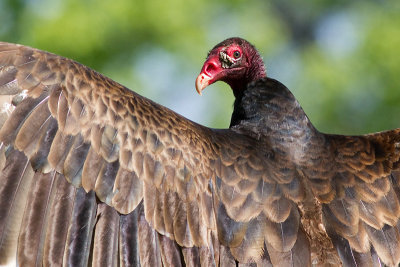 turkey vulture 108