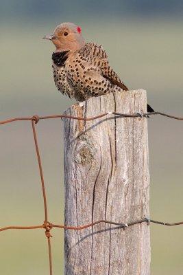 northern flicker 39