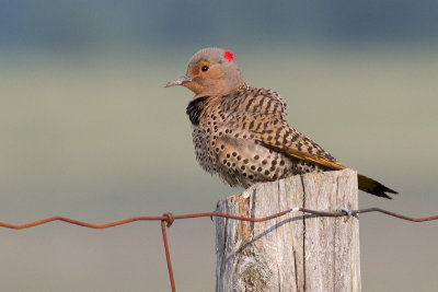 northern flicker 40