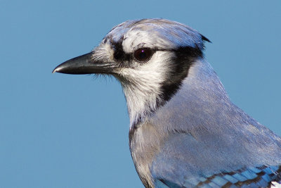 blue jay 198