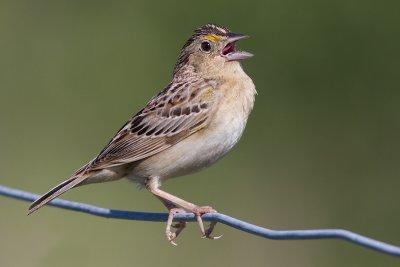 grasshopper sparrow 62