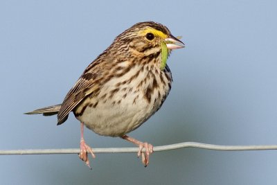 savannah sparrow 61