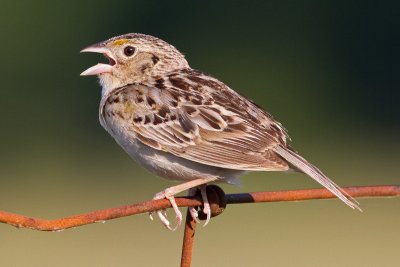 grasshopper sparrow 63