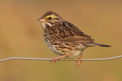 savannah sparrow 63