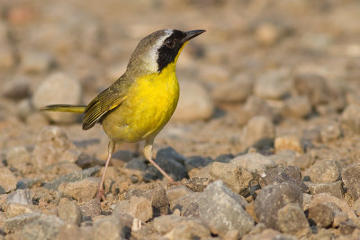 common yellowthroat 1