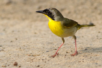 common yellowthroat 2