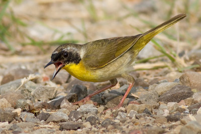 common yellowthroat 3