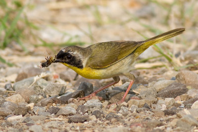 common yellowthroat 4