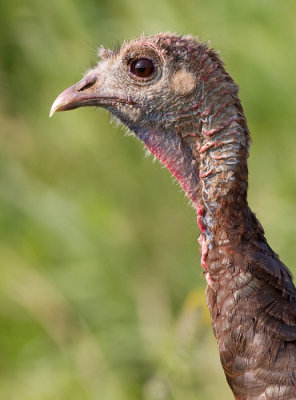 wild turkey 8