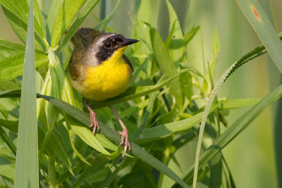 common yellowthroat 5
