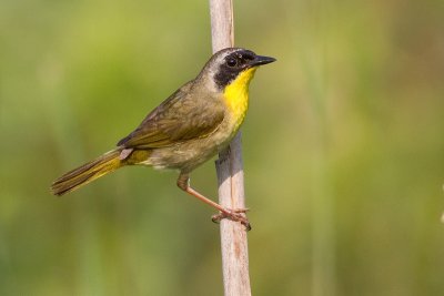 common yellowthroat 6