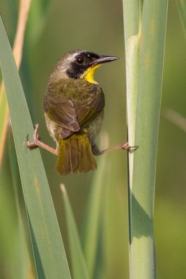 common yellowthroat 8