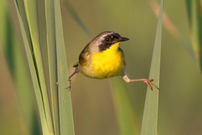 common yellowthroat 9