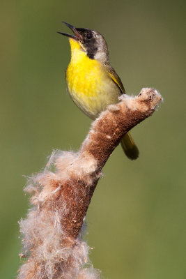 common yellowthroat 11