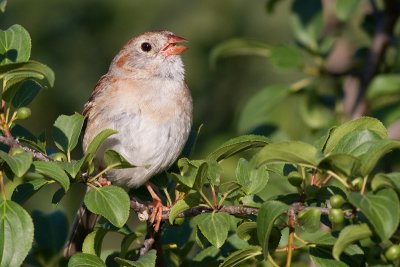 field sparrow 24
