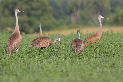 sandhill crane 126