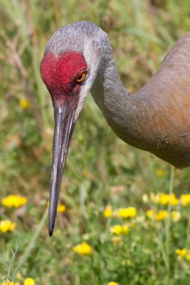 sandhill crane 129