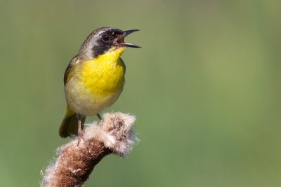 common yellowthroat 16