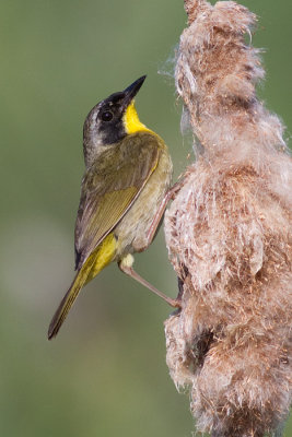 common yellowthroat 18