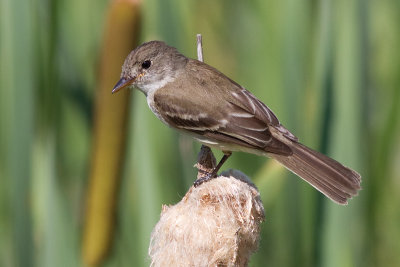 alder flycatcher