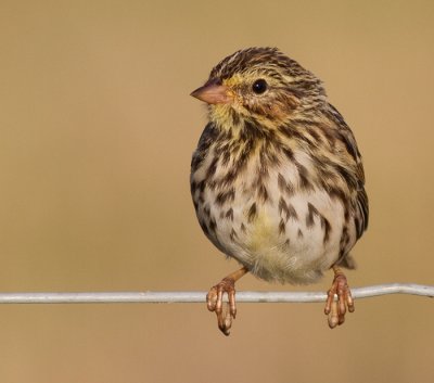 savannah sparrow juvenile 6