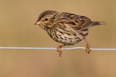 savannah sparrow juvenile 7