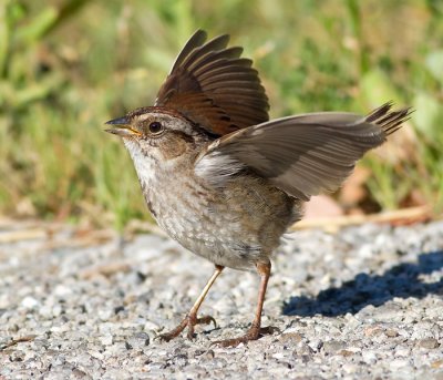 swamp sparrow 12