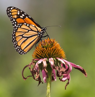 monarch 39