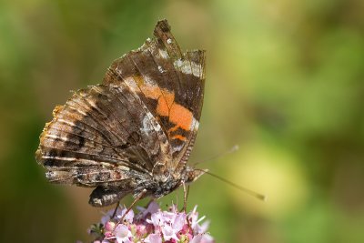 red admiral butterfly 5