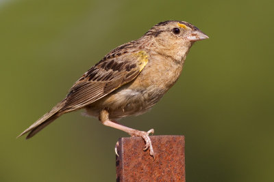 grasshopper sparrow 66