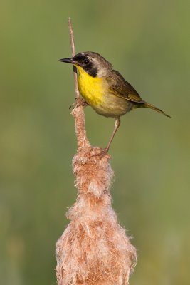 common yellowthroat 24