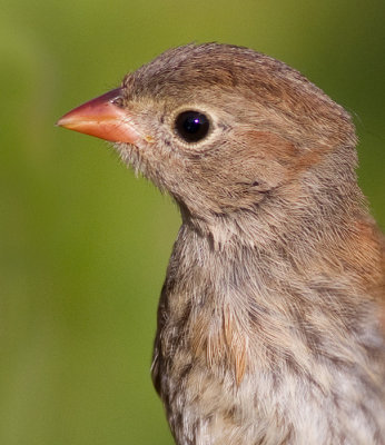 Field Sparrow - Juvenile