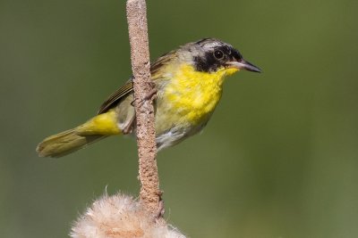 common yellowthroat 27