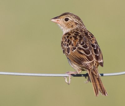 grasshopper sparrow juvenile 31
