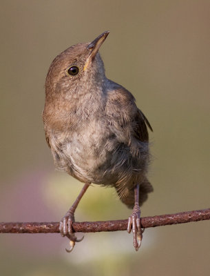 house wren 76