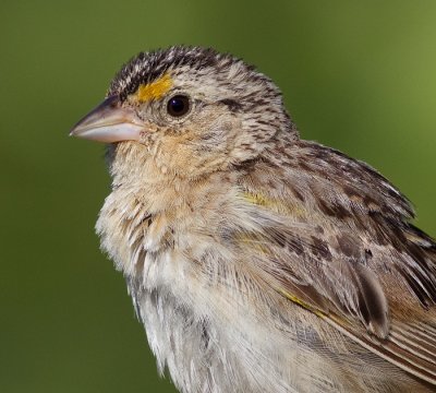 grasshopper sparrow 68