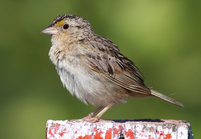 grasshopper sparrow 69